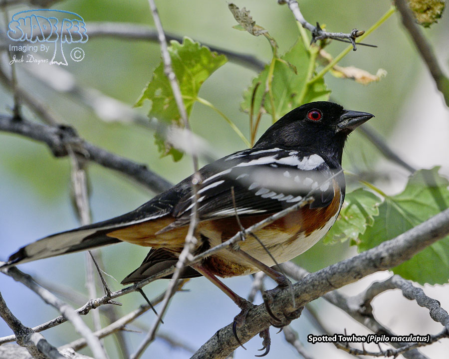 Spotted Towhee - Pipilo maculatus