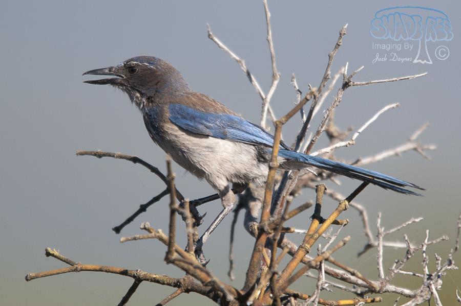 California Scrub-Jay - Aphelocoma californica