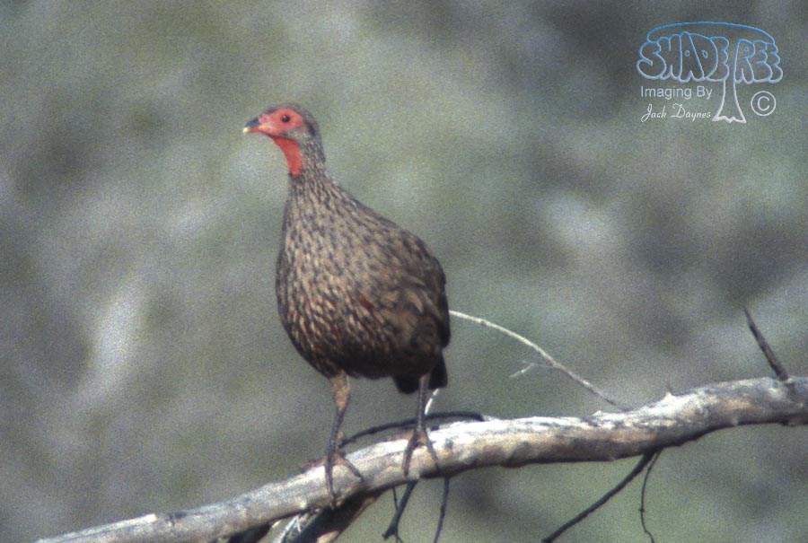 Swainson's Francolin - Francolinus swainsonii
