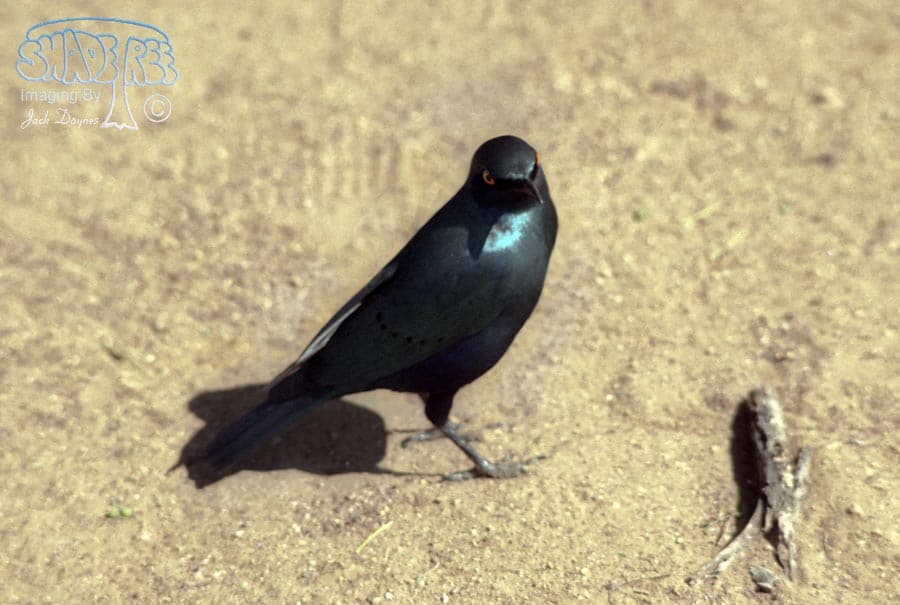 Black-bellied Glossy-Starling - Lamprotornis corruscus