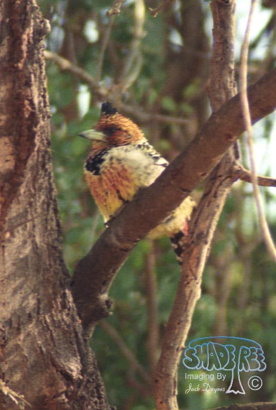 Crested Barbet - Trachyphonus vaillantii