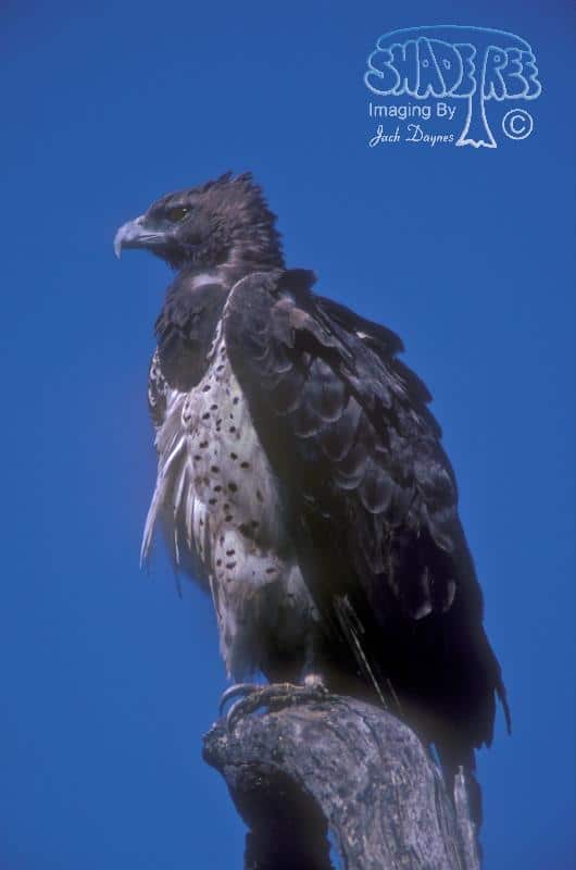 Martial Eagle - Polemaetus bellicosus
