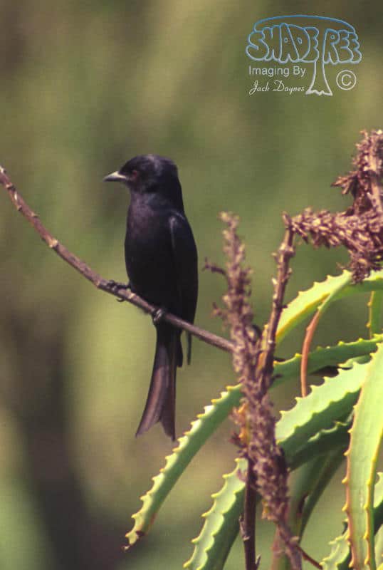 Fork-tailed Drongo - Dicrurus adsimilis