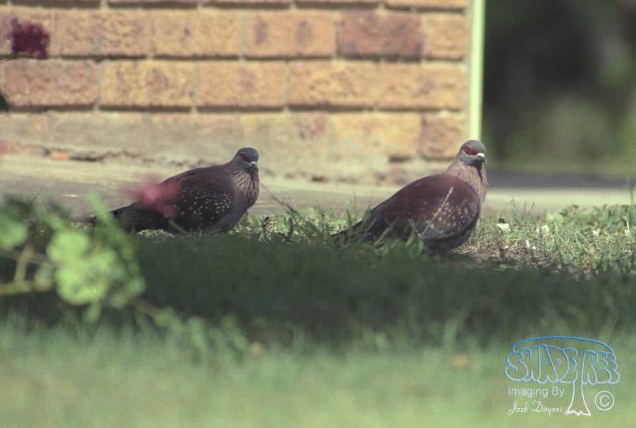 African Lemon-Dove - Columba larvata