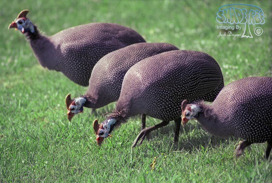 Helmeted Guineafowl - Numida meleagris