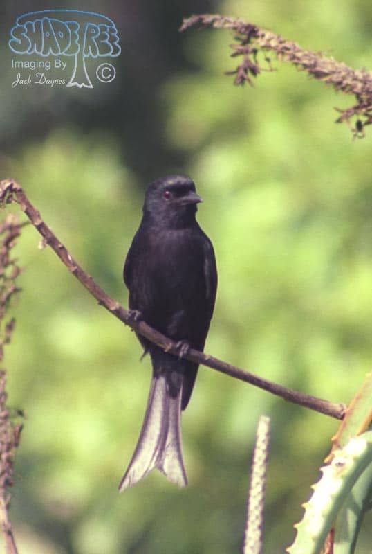 Fork-tailed Drongo - Dicrurus adsimilis