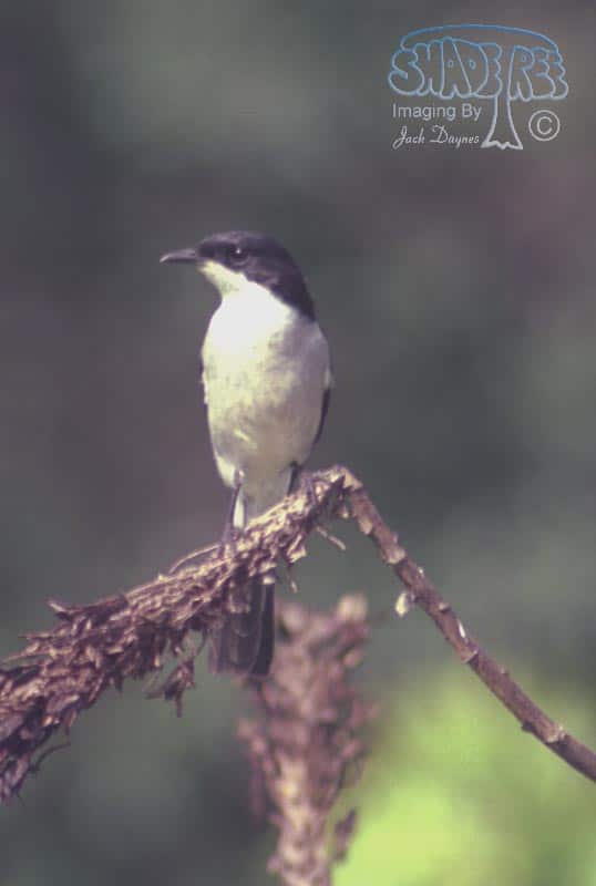 Fiscal Flycatcher - Sigelus silens