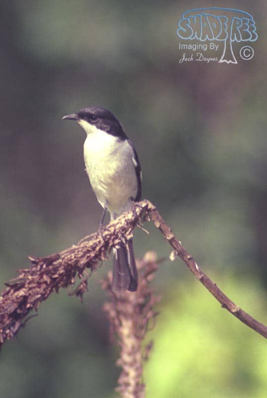 Fiscal Flycatcher - Sigelus silens