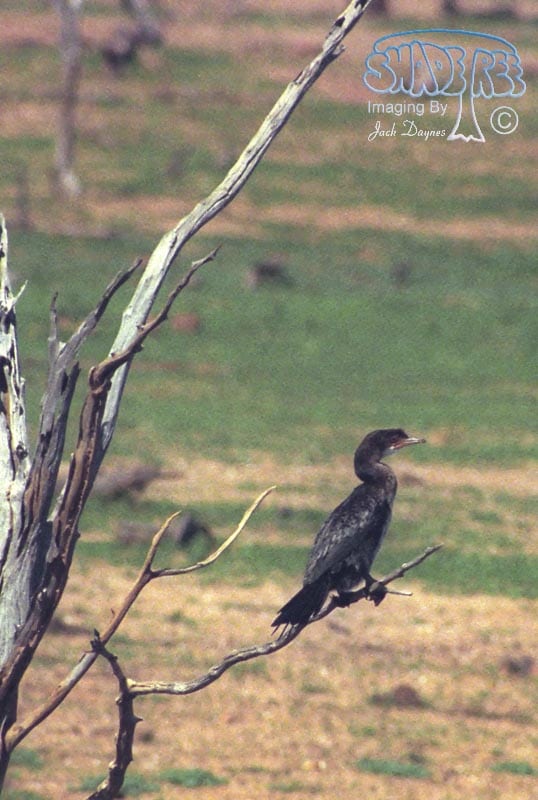 Reed Cormorant - Microcarbo africanus