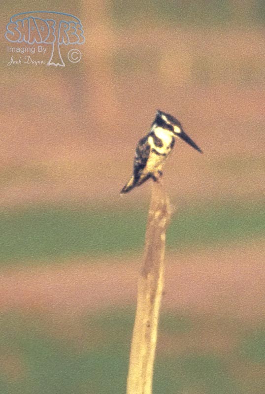 Pied Kingfisher - Ceryle rudis