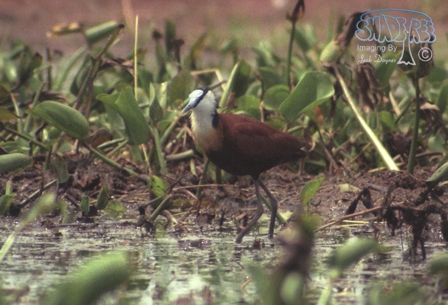 African Jacana - Actophilornis africana