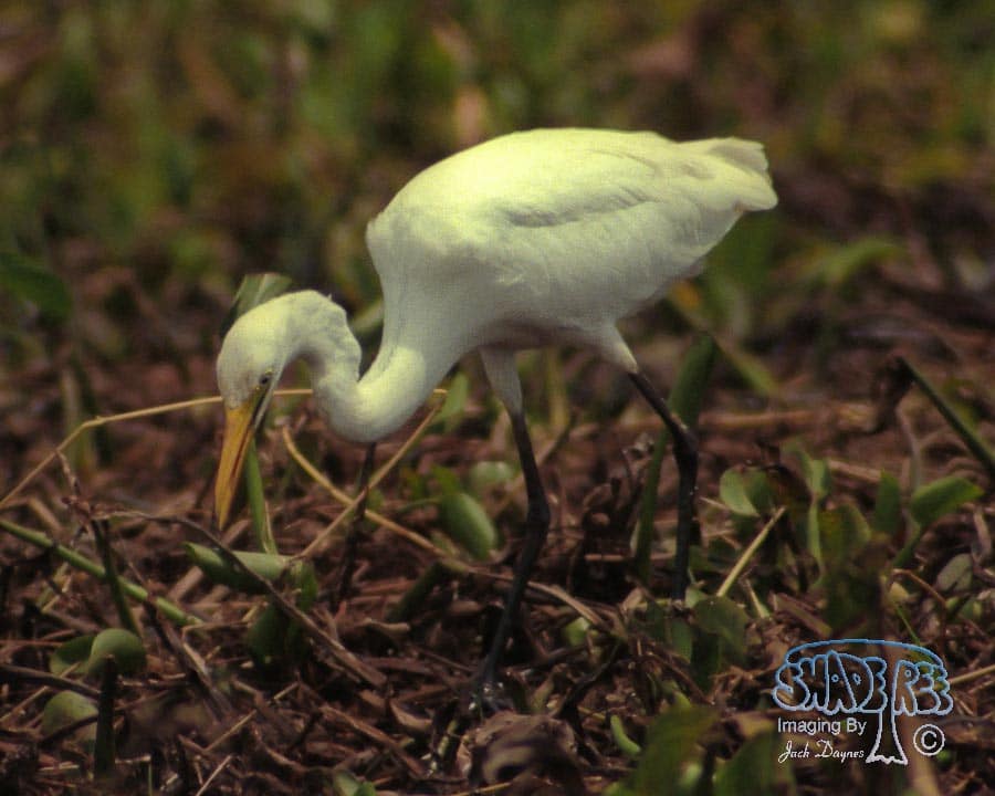 Intermediate Egret - Ardea intermedia