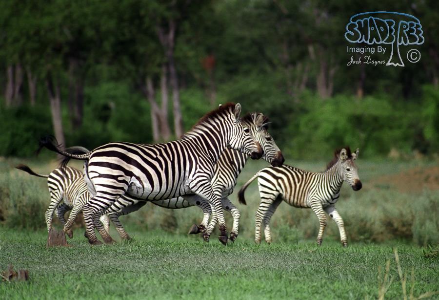 Plains Zebra - Equus quagga