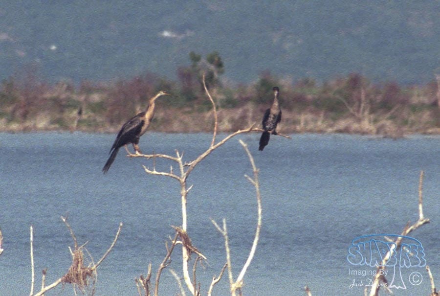 African Darter - Anhinga rufa