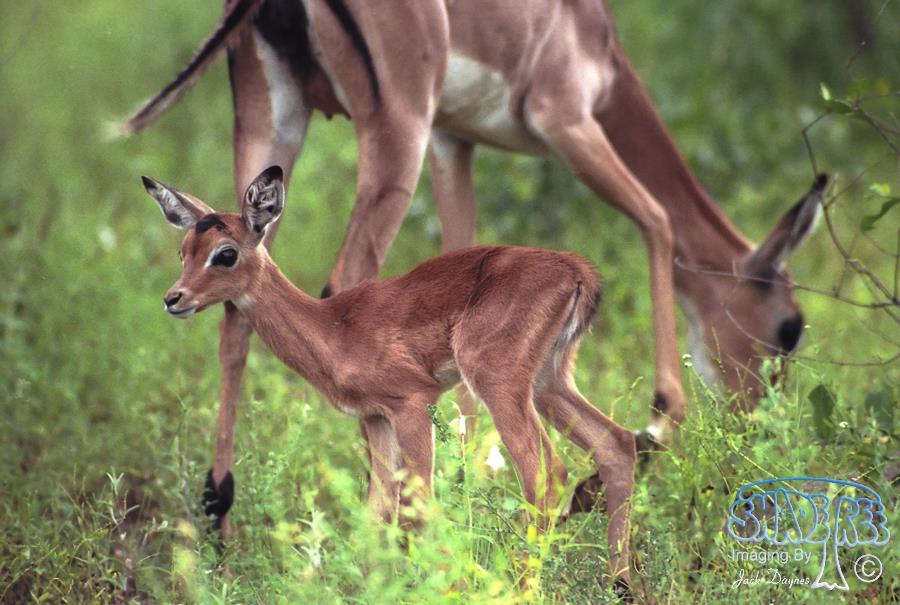 Impala - Aepyceros melampus