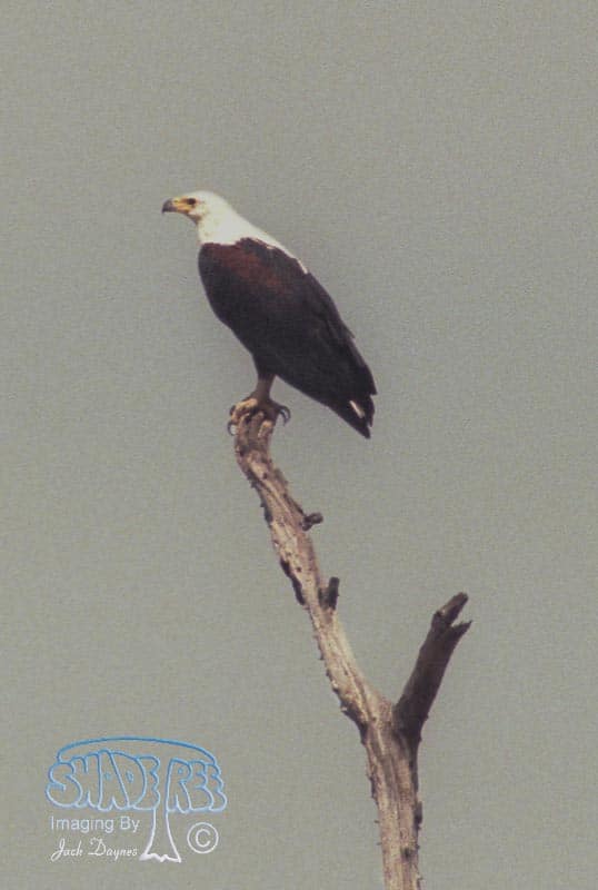 African Fish Eagle - Haliaeetus vocifer