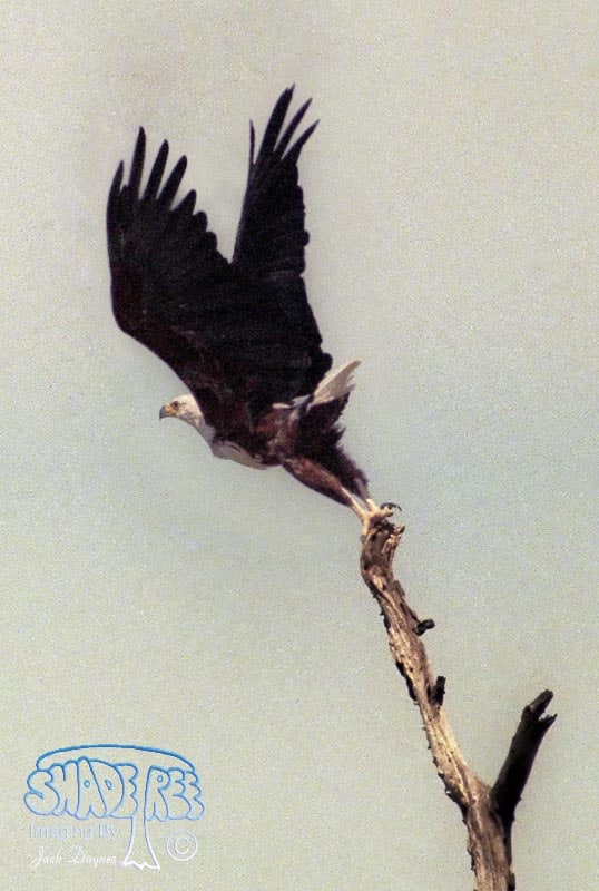 African Fish Eagle - Haliaeetus vocifer