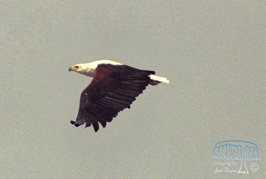 African Fish Eagle - Haliaeetus vocifer