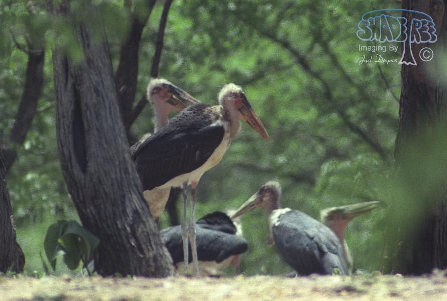 Marabou Stork - Leptoptilos crumeniferus
