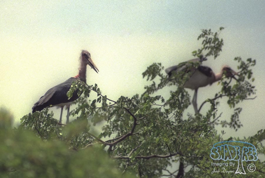 Marabou Stork - Leptoptilos crumeniferus