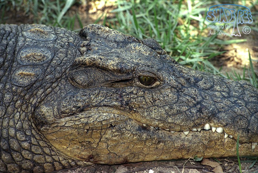 Nile Crocodile - Crocodylus niloticus