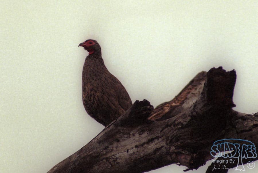 Swainson's Francolin - Francolinus swainsonii