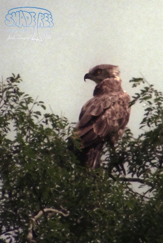 Tawny Eagle - Aquila rapax