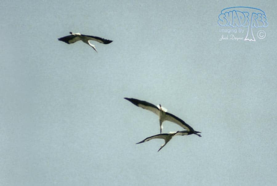 White Stork - Ciconia ciconia