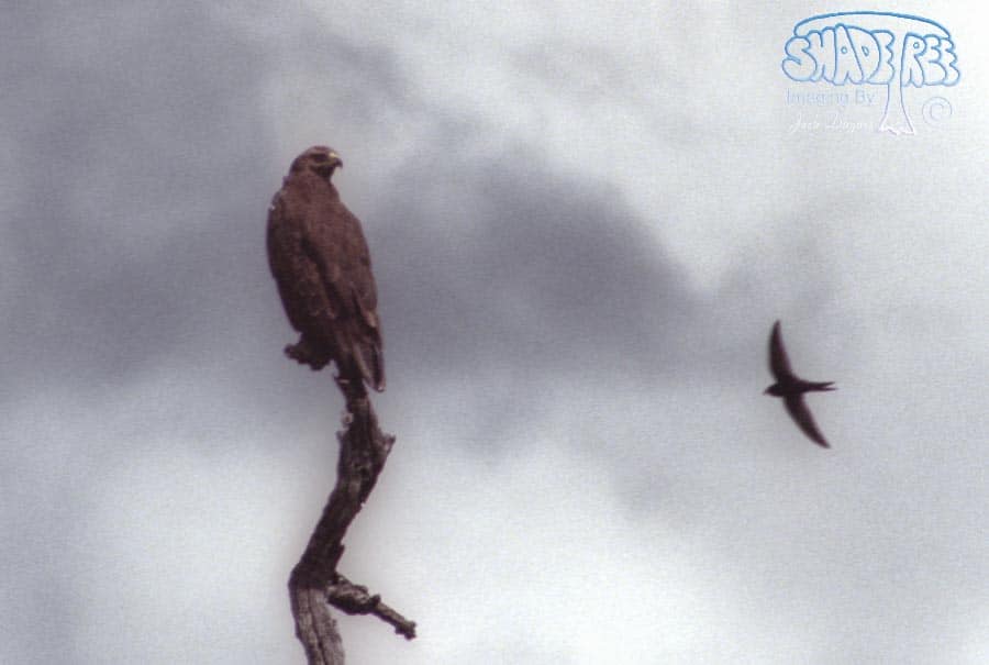 Tawny Eagle - Aquila rapax