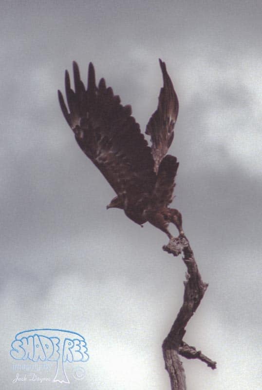Tawny Eagle - Aquila rapax