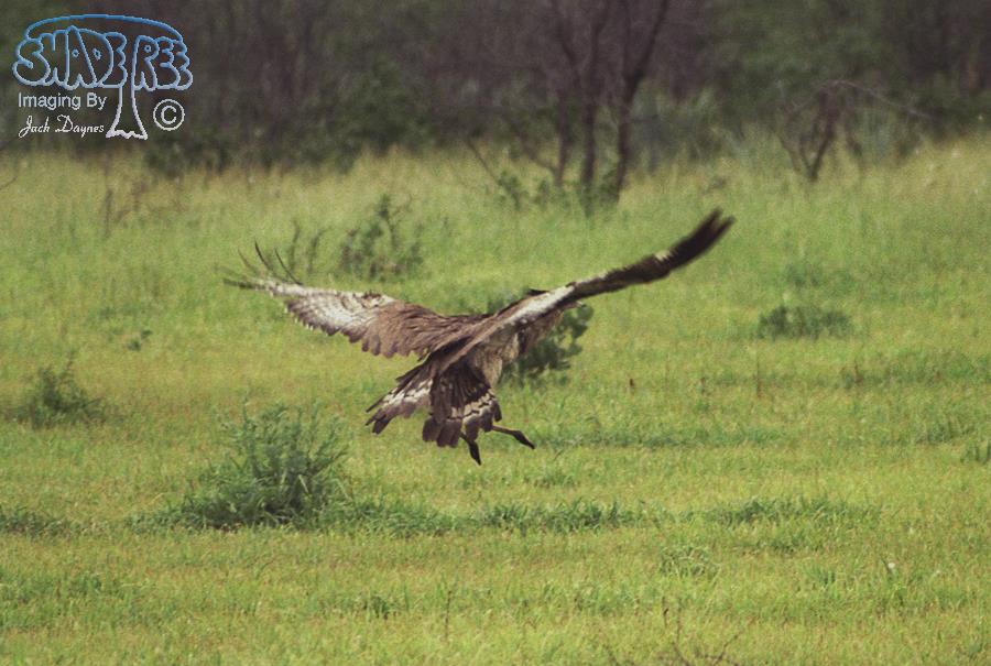 Kori Bustard - Ardeotis kori