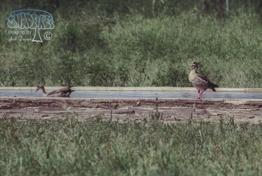 Fulvous Whistling Duck - Dendrocygna bicolor
