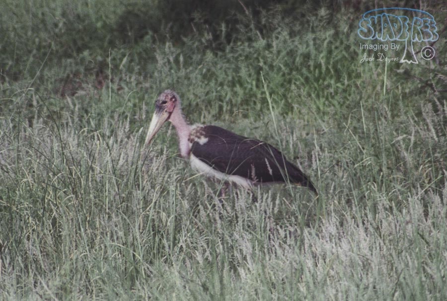 Marabou Stork - Leptoptilos crumeniferus