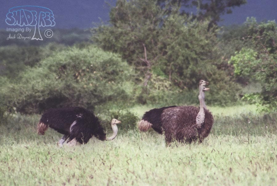 Ostrich - Struthio camelus