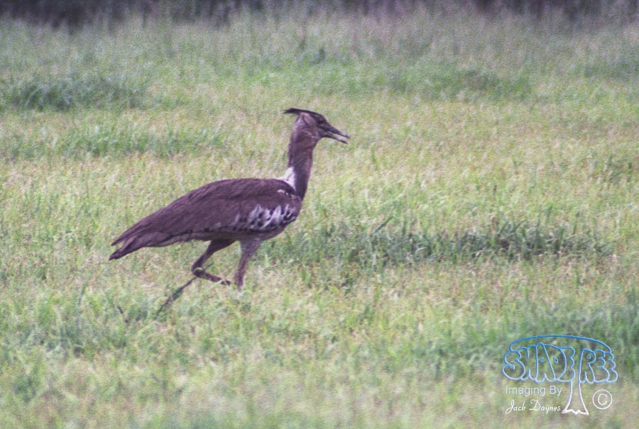 Kori Bustard - Ardeotis kori