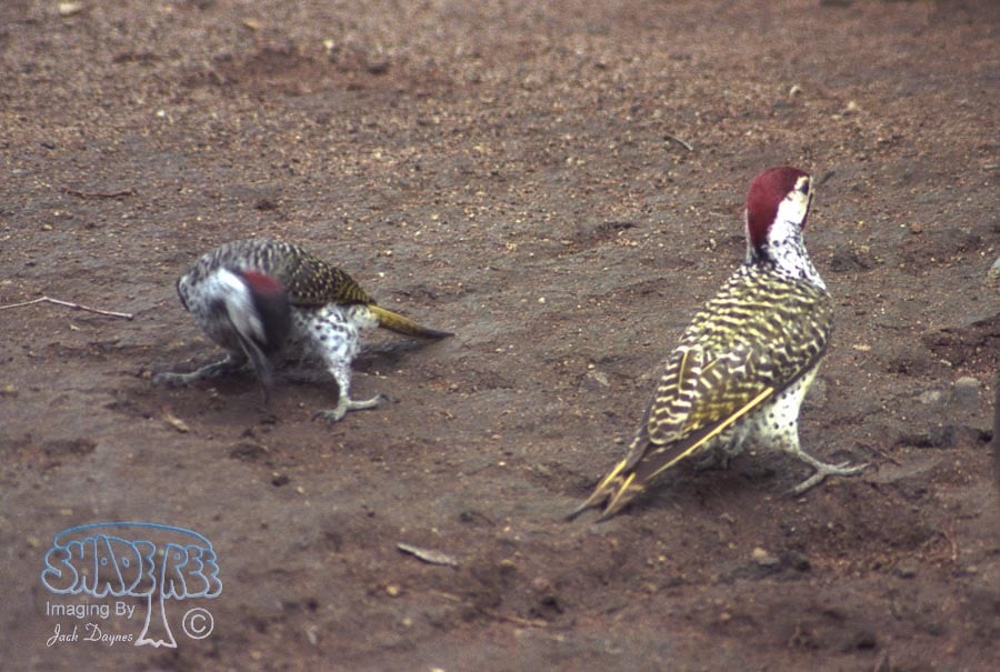 Golden-Tailed Woodpecker - Campethera abingoni