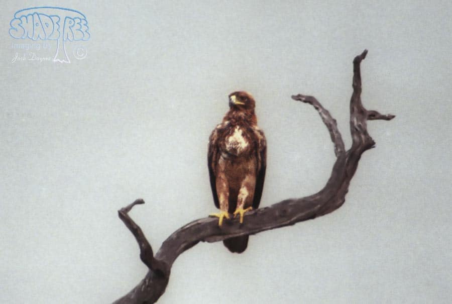 Tawny Eagle - Aquila rapax