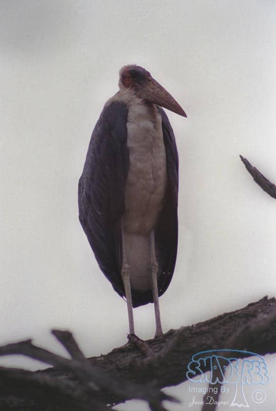 Marabou Stork - Leptoptilos crumeniferus