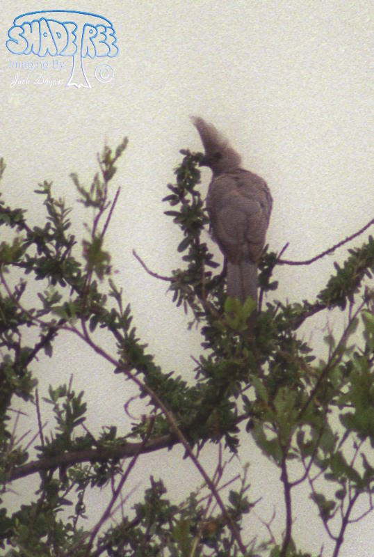 Grey Lourie - Corythaixoides concolor