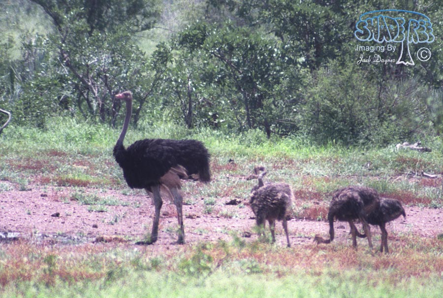 Ostrich - Struthio camelus