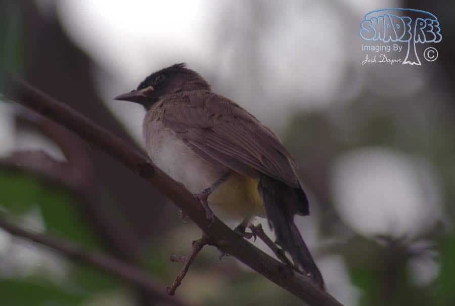 Dark-Capped Bulbul - Pycnonotus barbatus