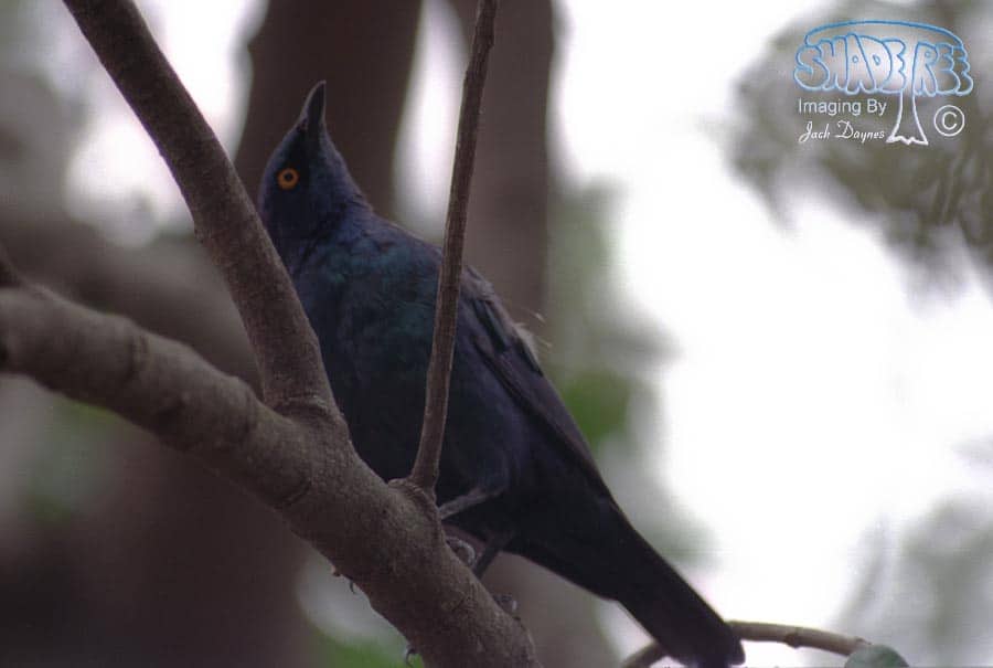 Black-bellied Glossy-Starling - Lamprotornis corruscus