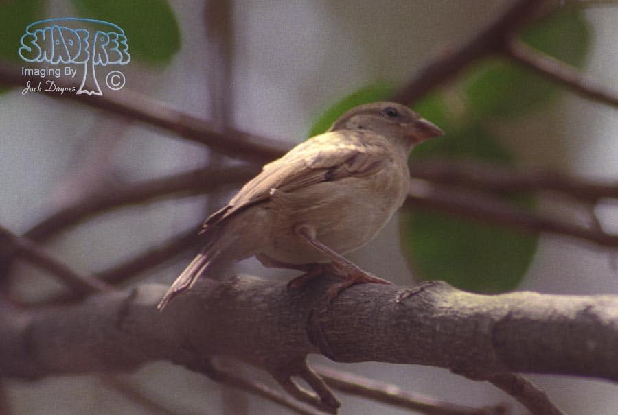 House Sparrow - Passer domesticus