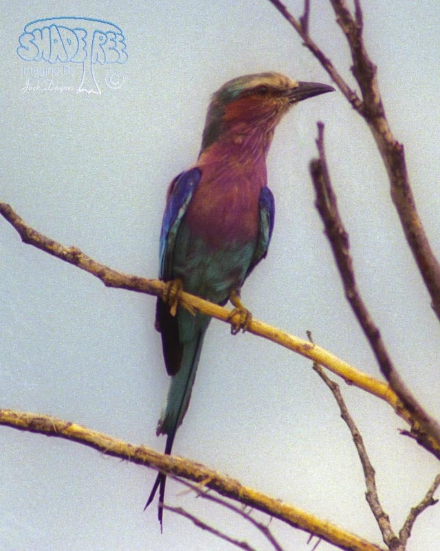 Lilac-Breasted Roller - Coracias caudatus