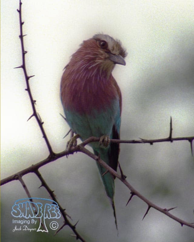 Lilac-Breasted Roller - Coracias caudatus