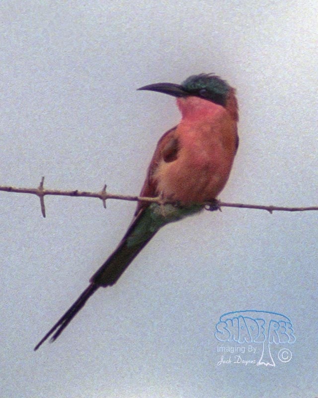 Southern Carmine Bee-Eater - Merops nubicoides