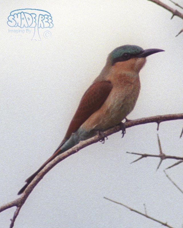 Southern Carmine Bee-Eater - Merops nubicoides