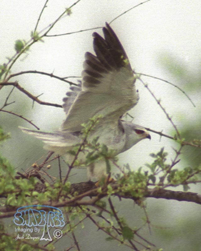 Black-Shouldered Kite - Elanus axillaris