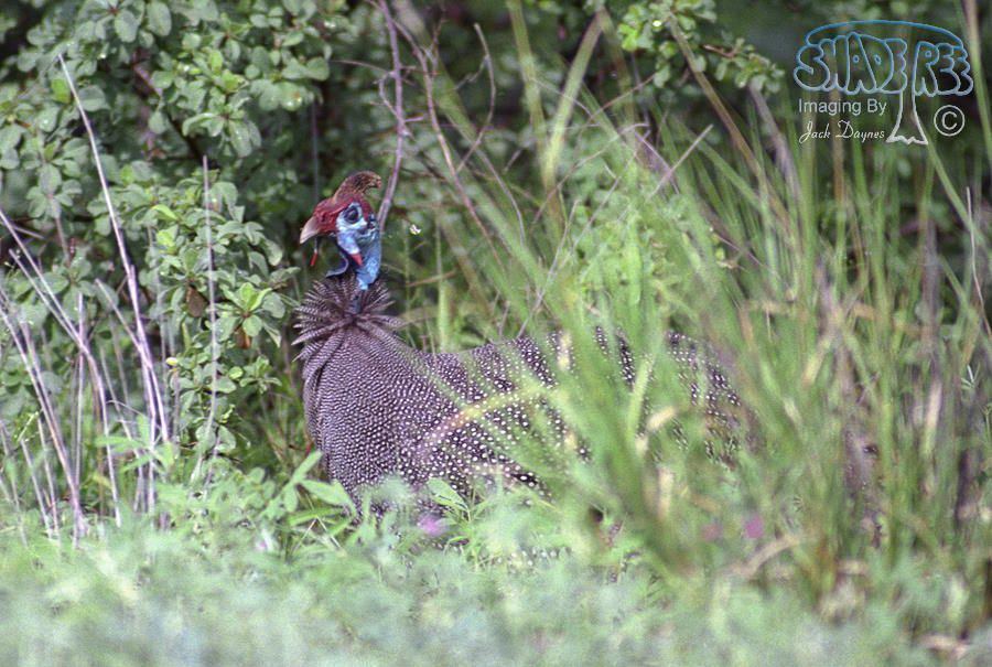 Helmeted Guineafowl - Numida meleagris