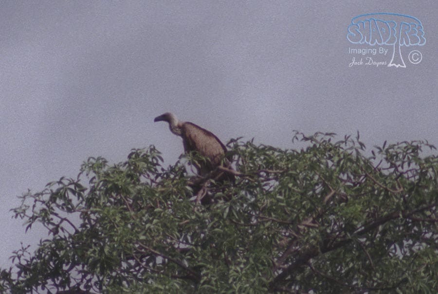 Cape Vulture - Gyps coprotheres